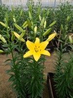 [4071 Golden Era VWS No01.JPG]